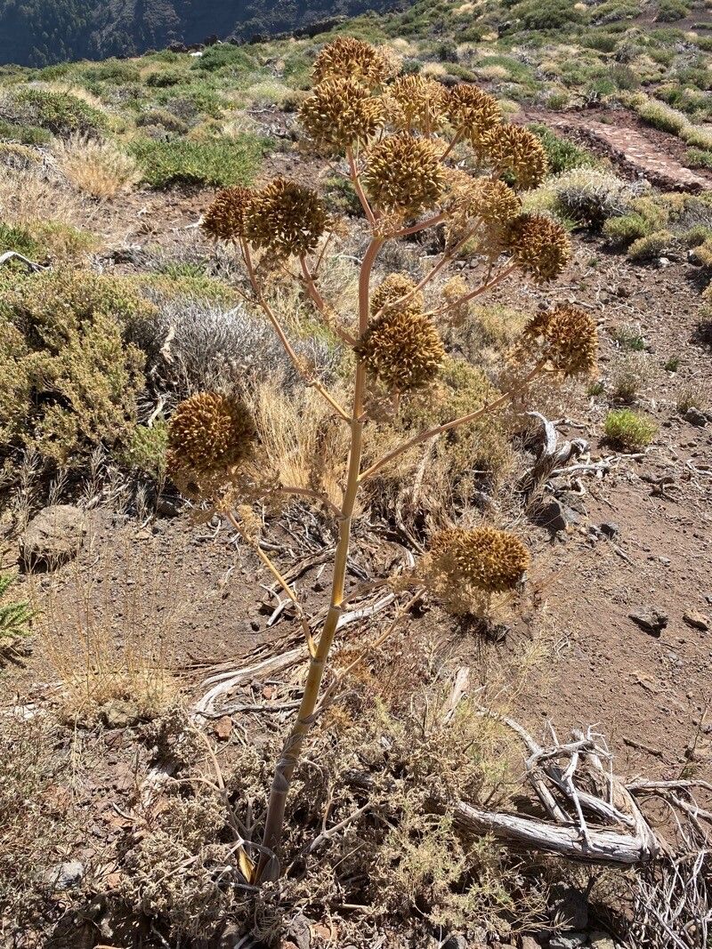 Athamanta montana flower