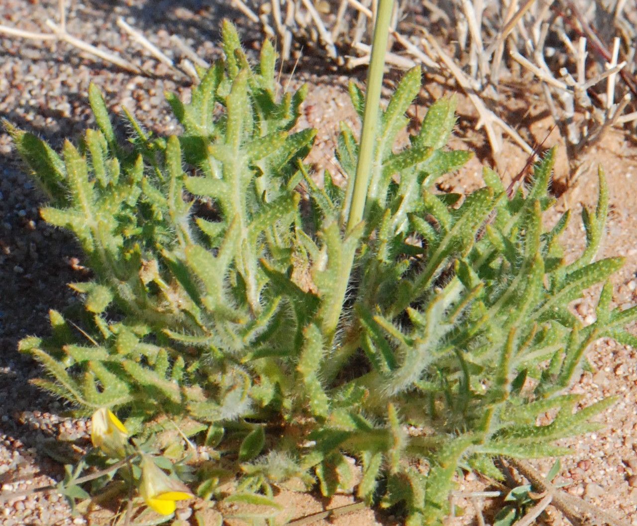 Diplotaxis pitardiana — search result for 'Diplotaxis'