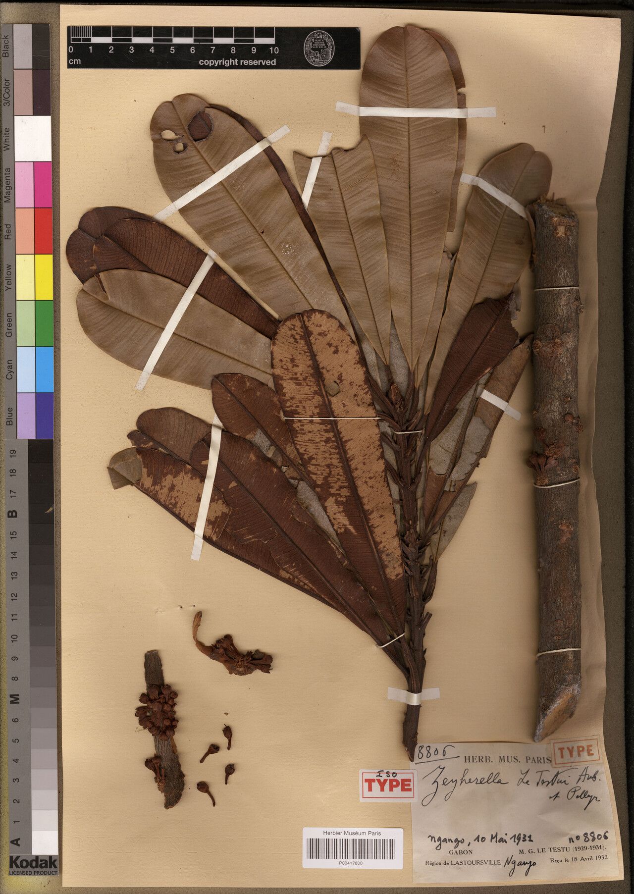 Englerophytum letestui — houseplant care guide