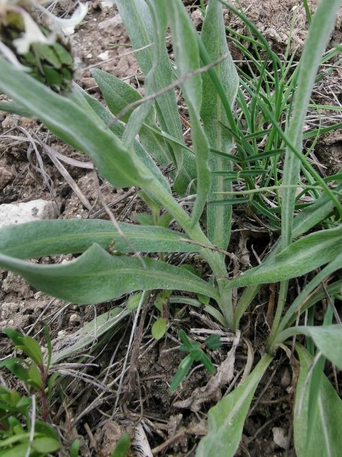 Cyanus thirkei — search result for 'Cyanus'