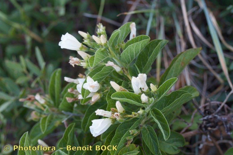 Convolvulus fernandesii habit
