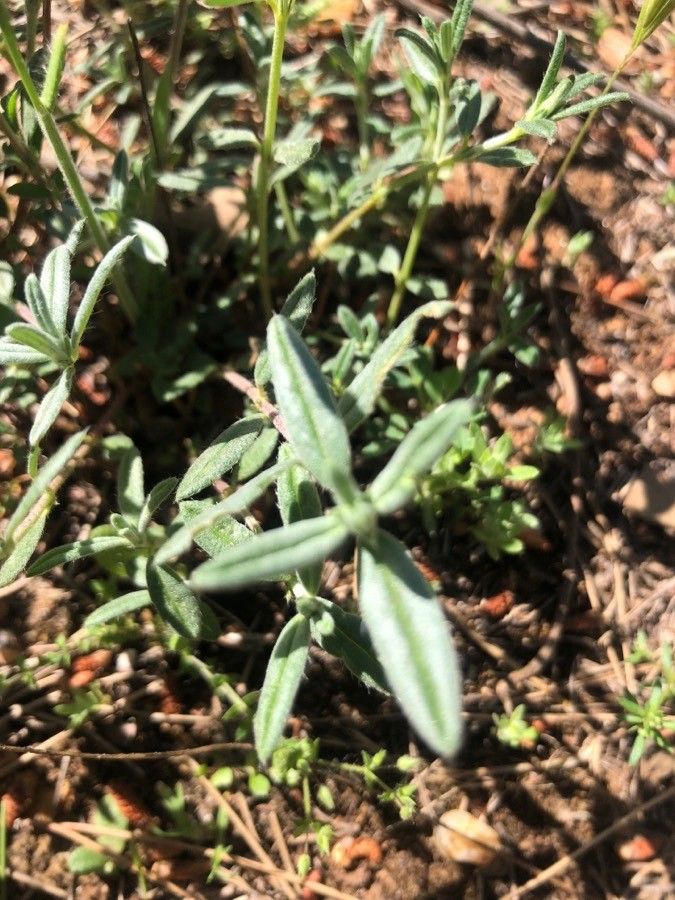 Helianthemum asperum — houseplant care guide