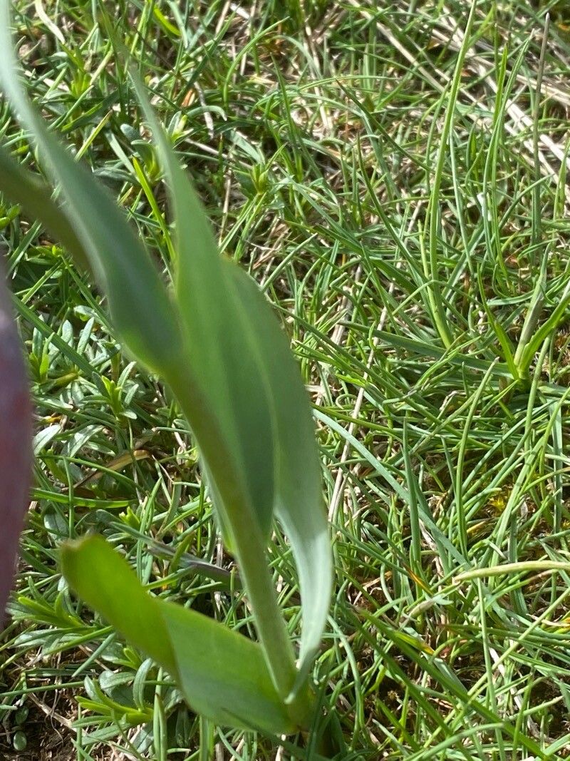 Fritillaria tubaeformis — search result for 'Fritillaria'