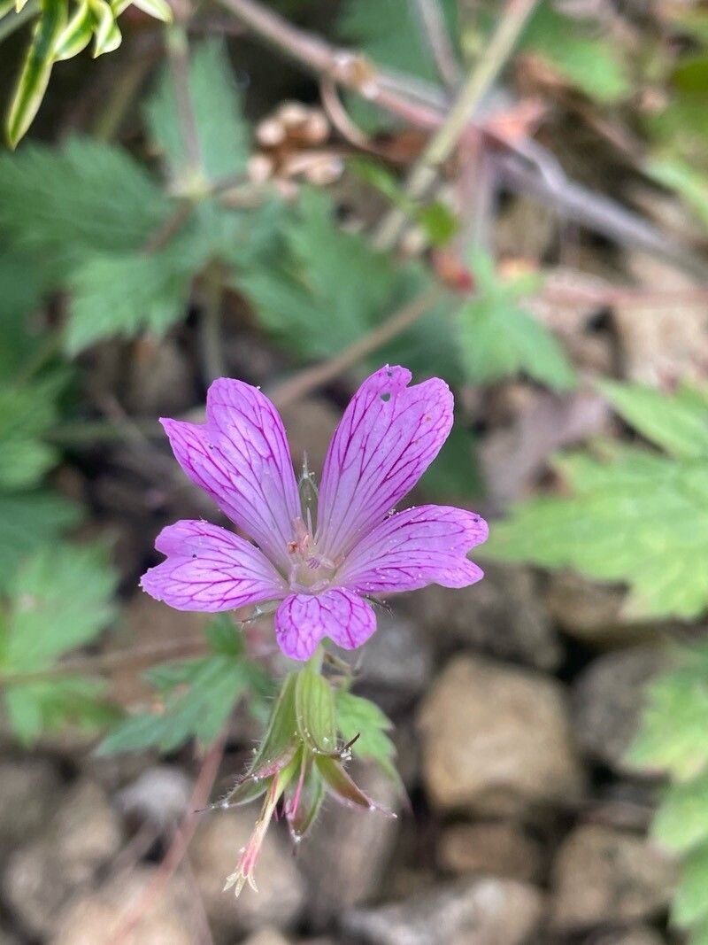 Geranium × oxonianum flower