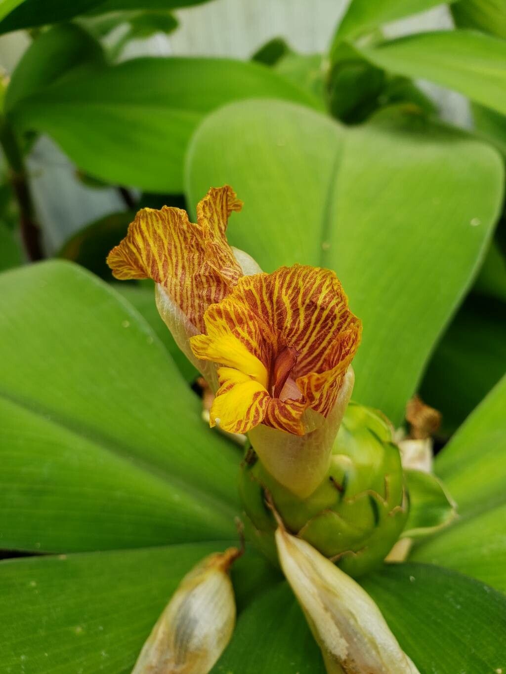 Costus elegans flower