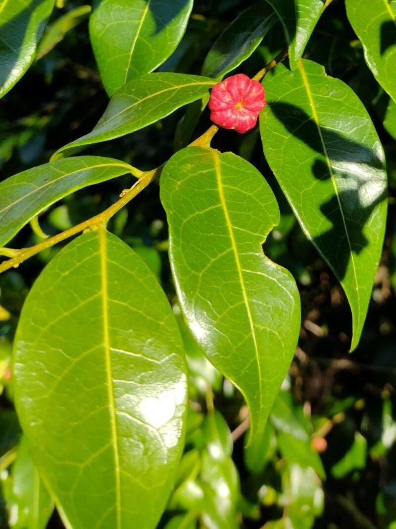 Glochidion ferdinandi — houseplant care guide