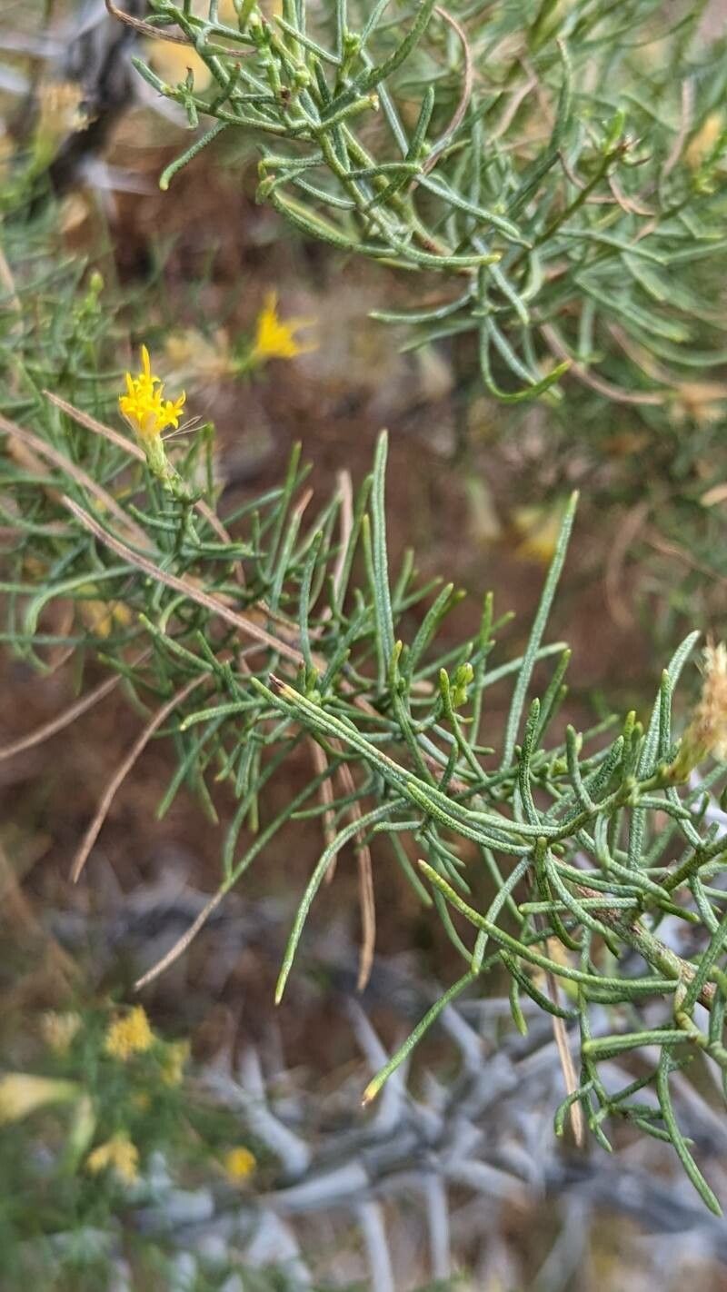 Ericameria palmeri — search result for 'Ericameria'