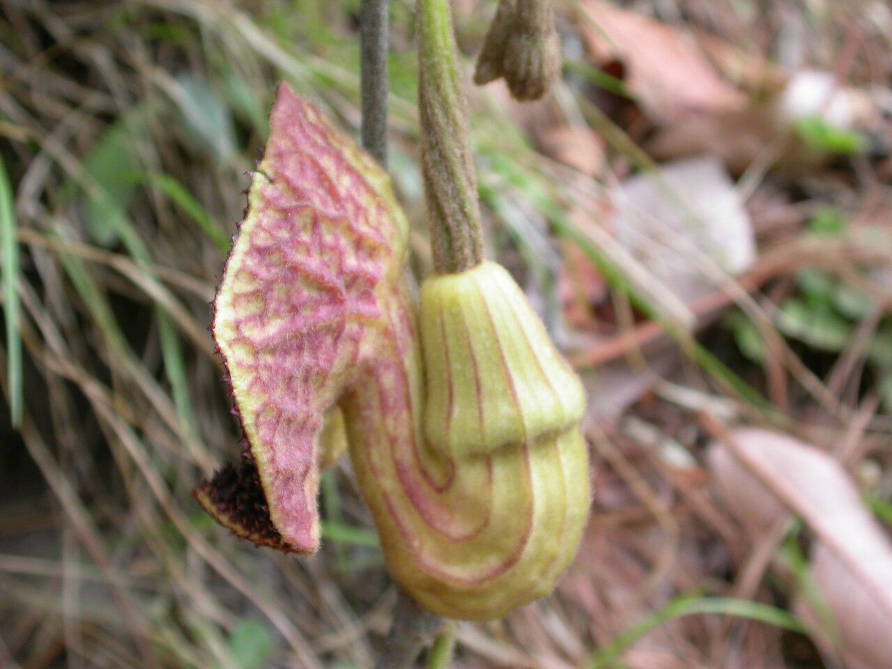 Aristolochia griffithii flower
