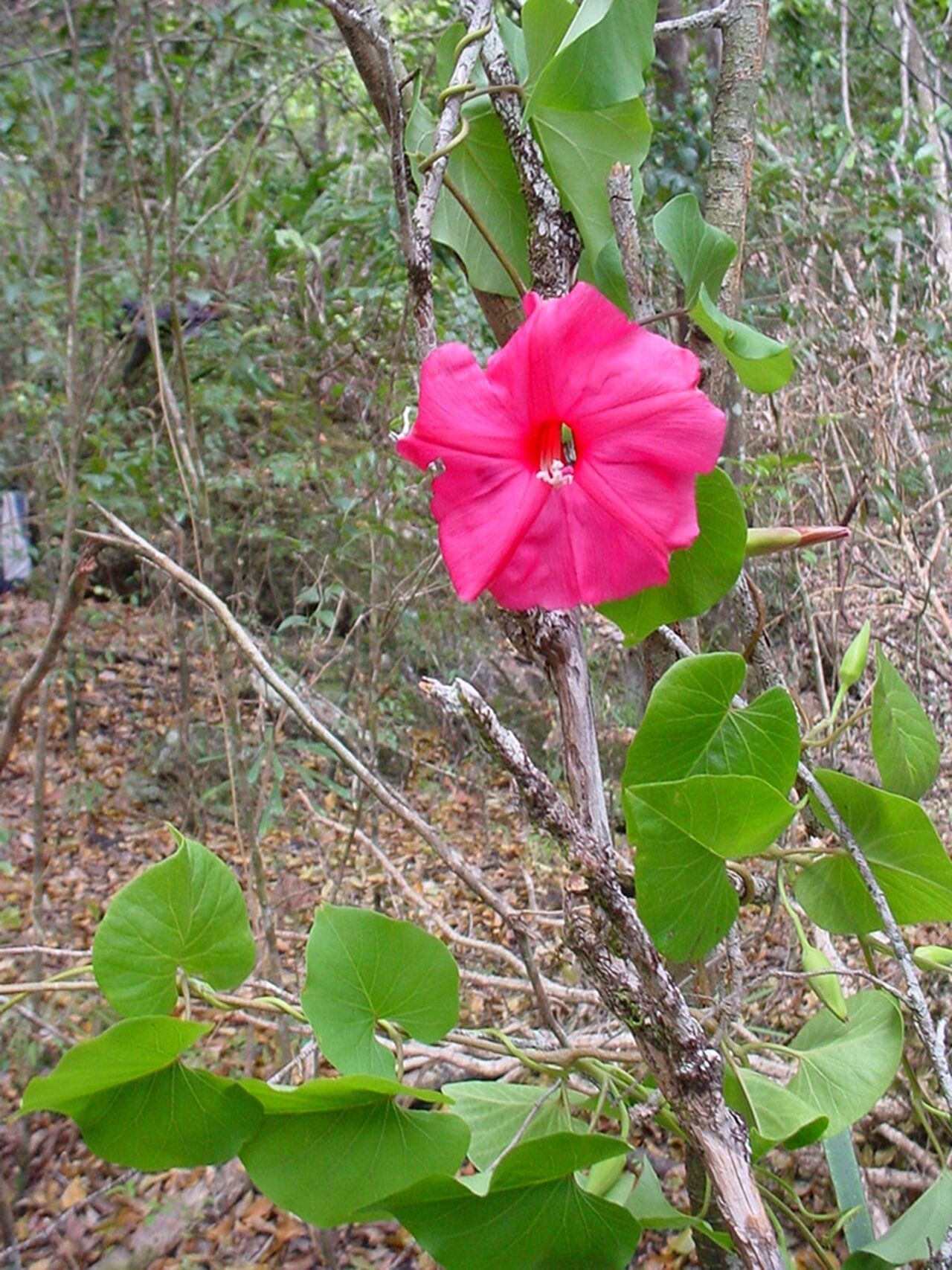 Ipomoea inopinata flower
