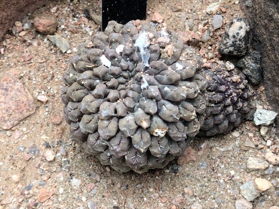 Eriosyce occulta — houseplant care guide