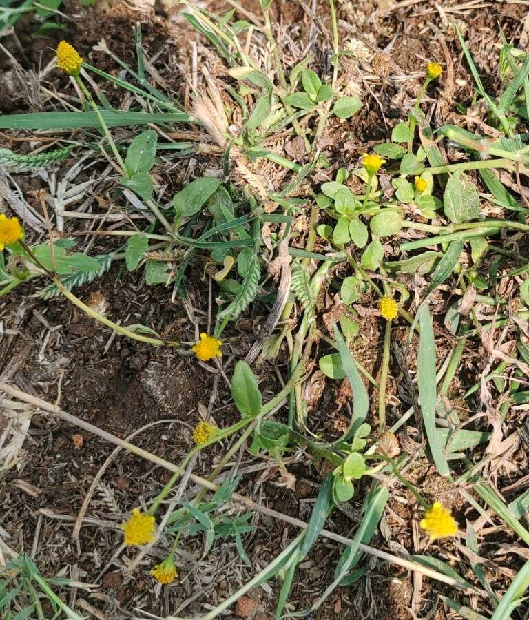 Acmella uliginosa leaf