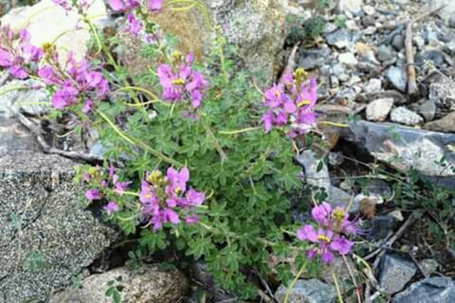 Cleome hanburyana — search result for 'Cleome'