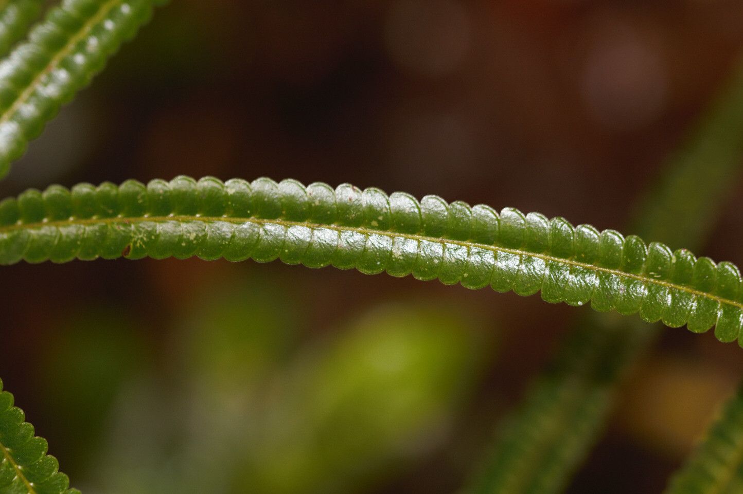 Lindsaea guianensis leaf