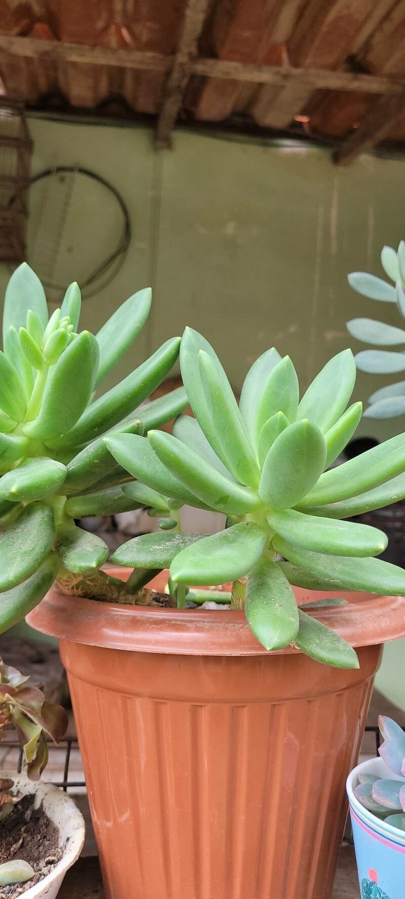 Pachyphytum hookeri leaf