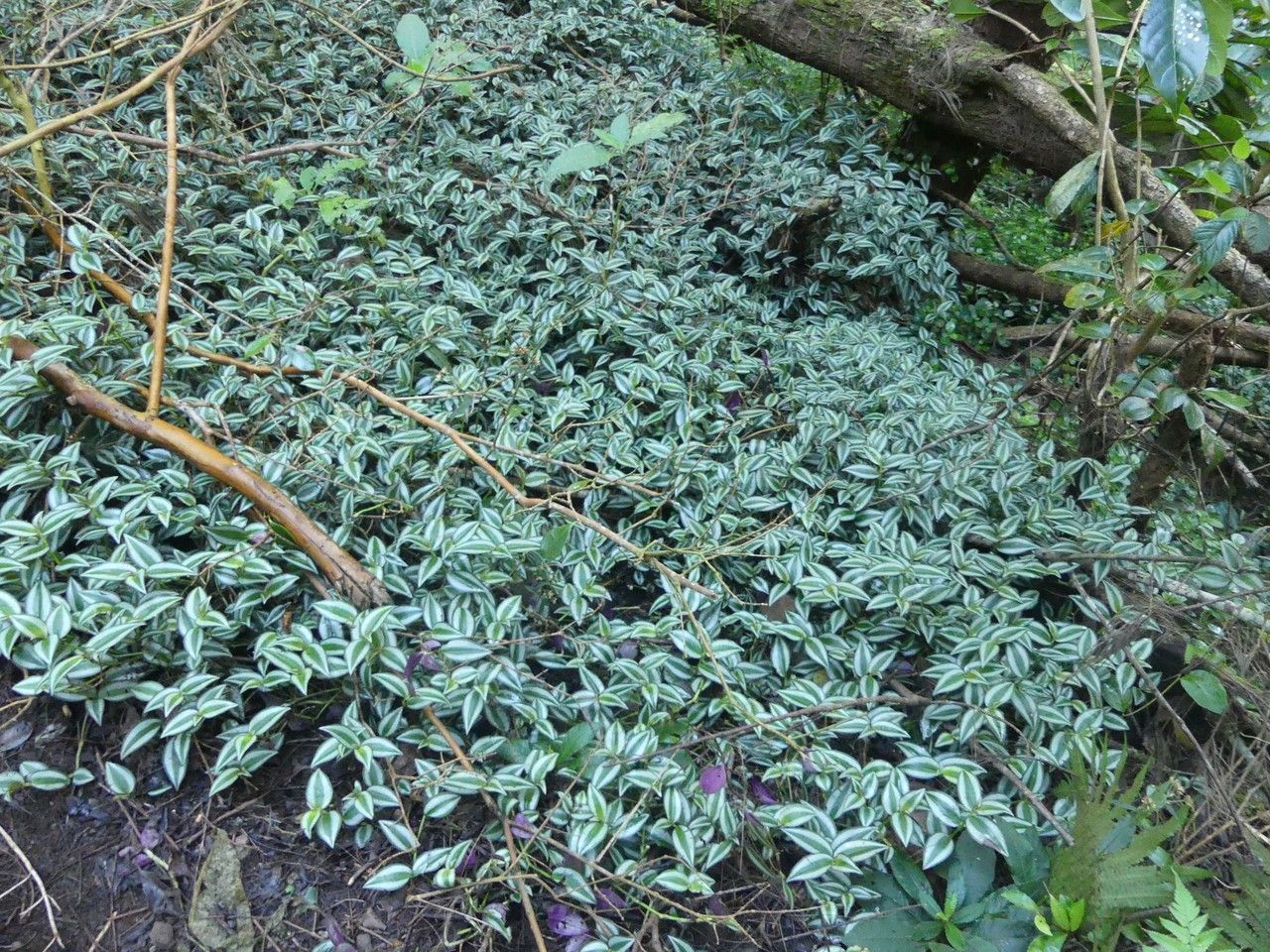 Zebrina pendula habit