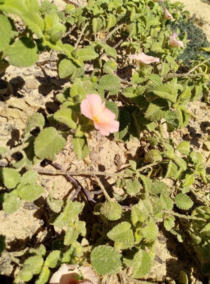 Sida variegata flower