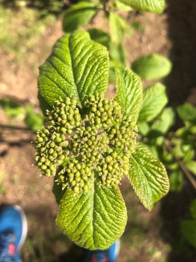 Viburnum burejaeticum leaf