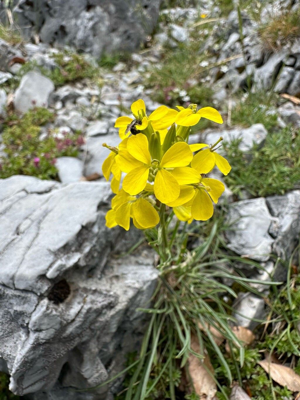 Erysimum comatum habit