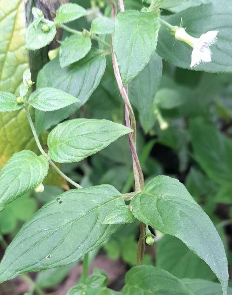 Manettia jorgensenii — related species from the same genus