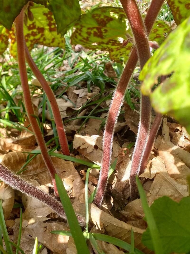 Podophyllum difforme bark
