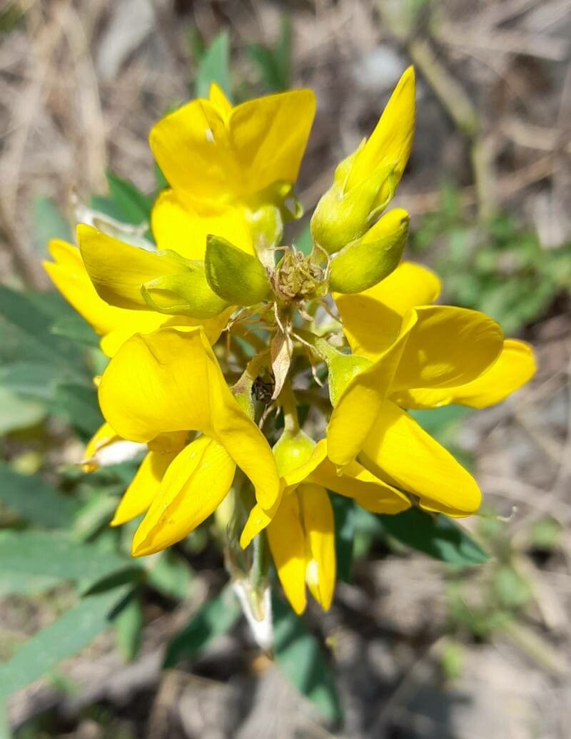 Crotalaria maypurensis flower