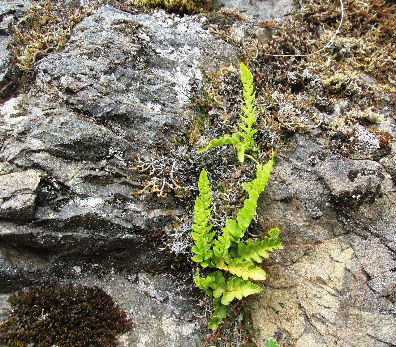 Polypodium amorphum habit