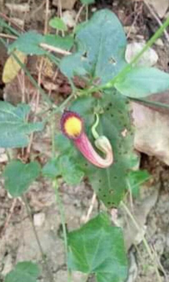 Aristolochia sempervirens leaf
