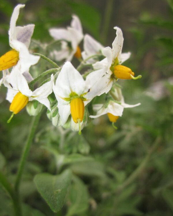 Solanum cochabambense flower