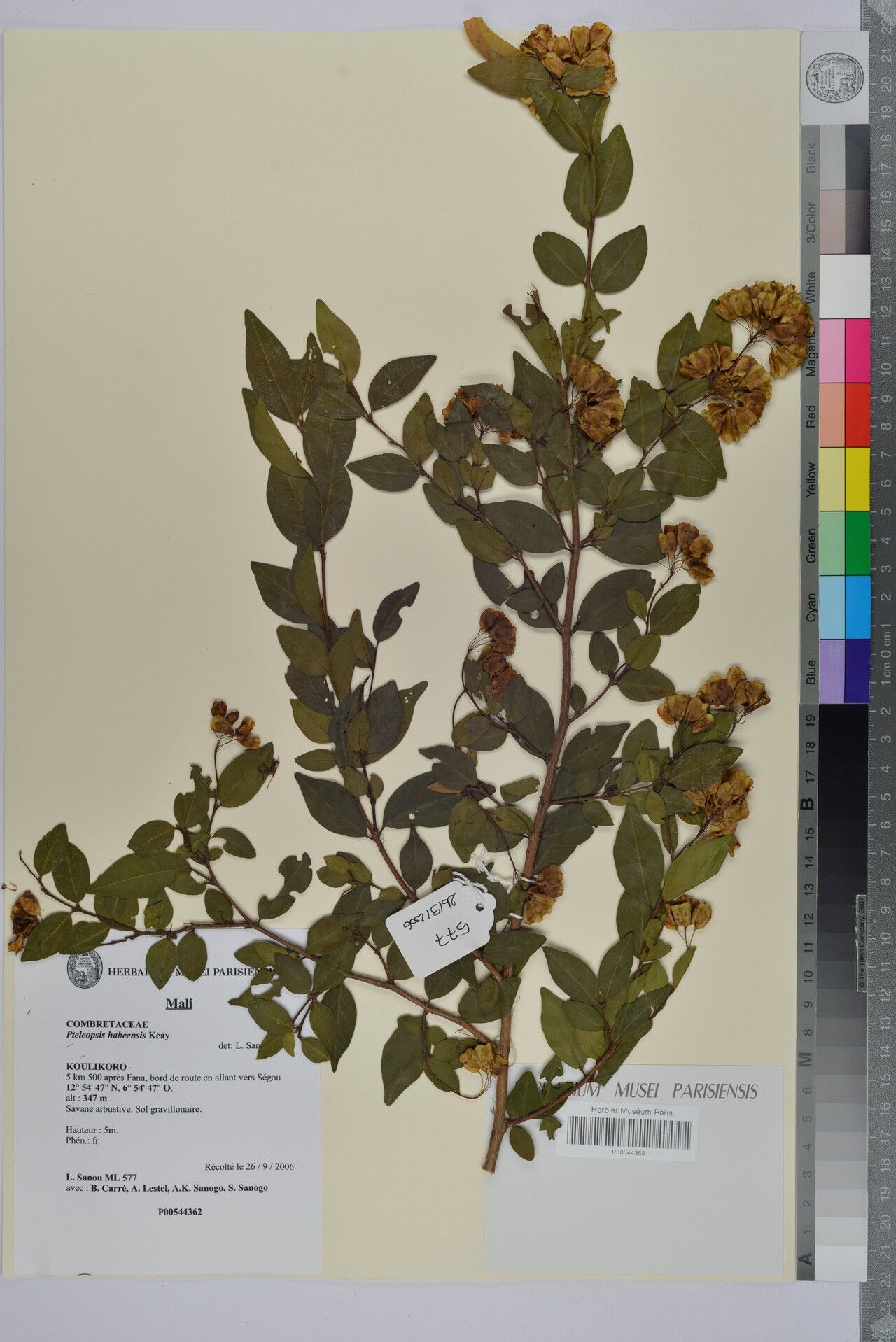 Terminalia habeensis — search result for 'Terminalia'