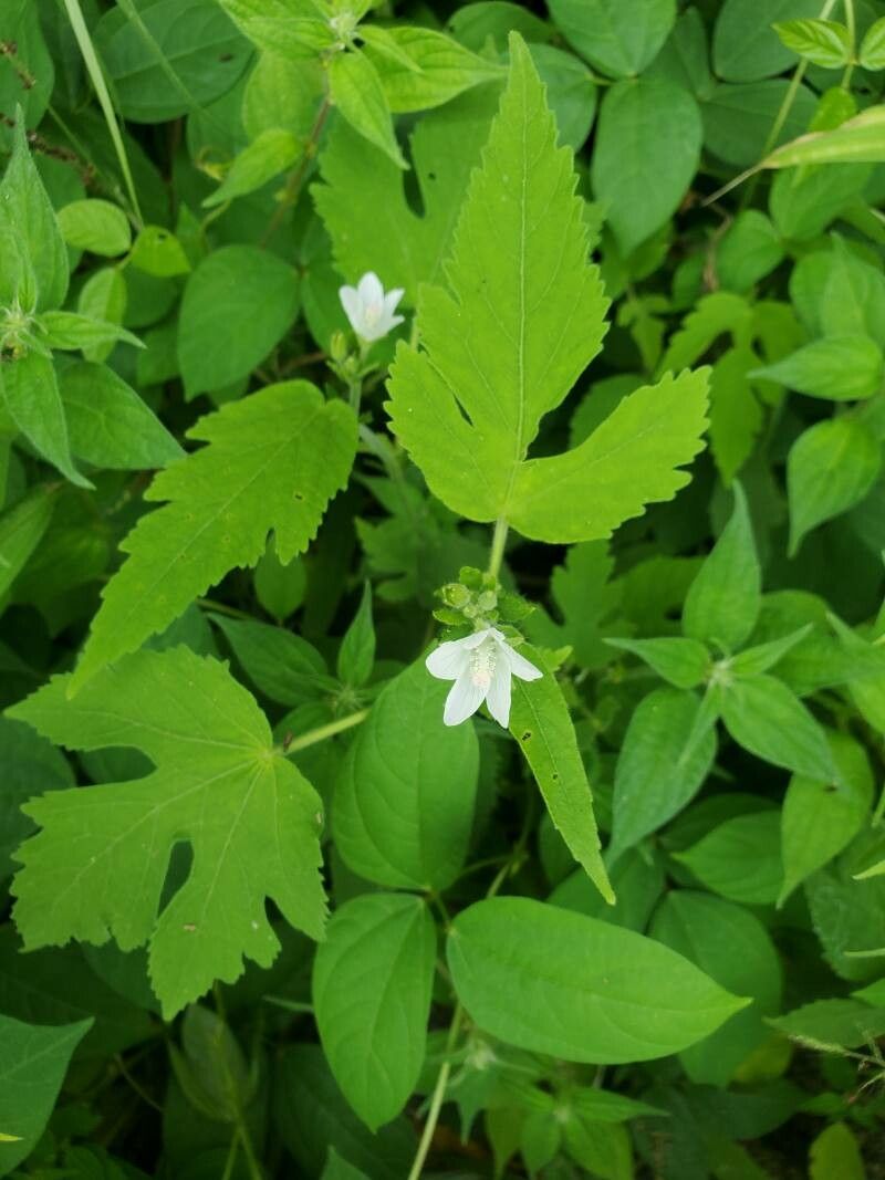 Hibiscus lobatus — search result for 'Hibiscus'