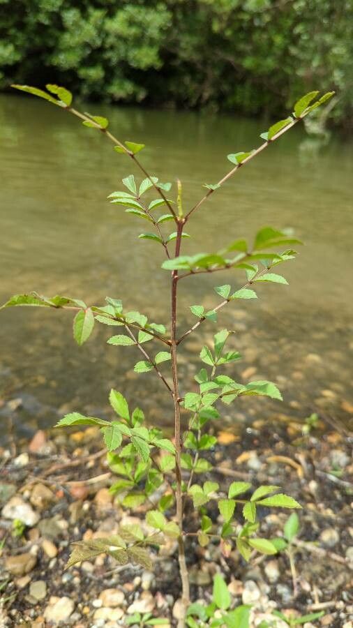 Polyscias pancheri habit