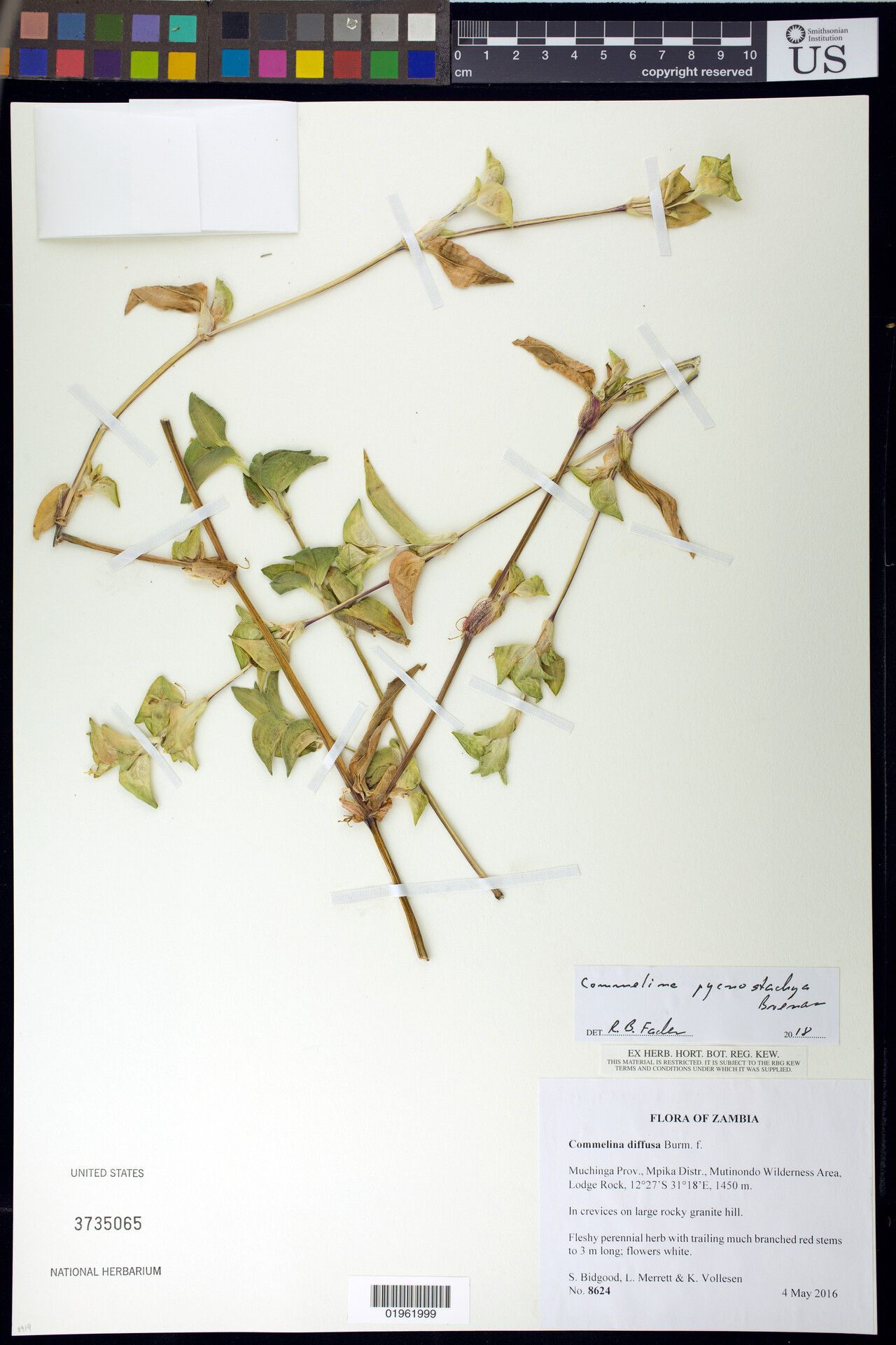 Commelina pycnospatha — houseplant care guide