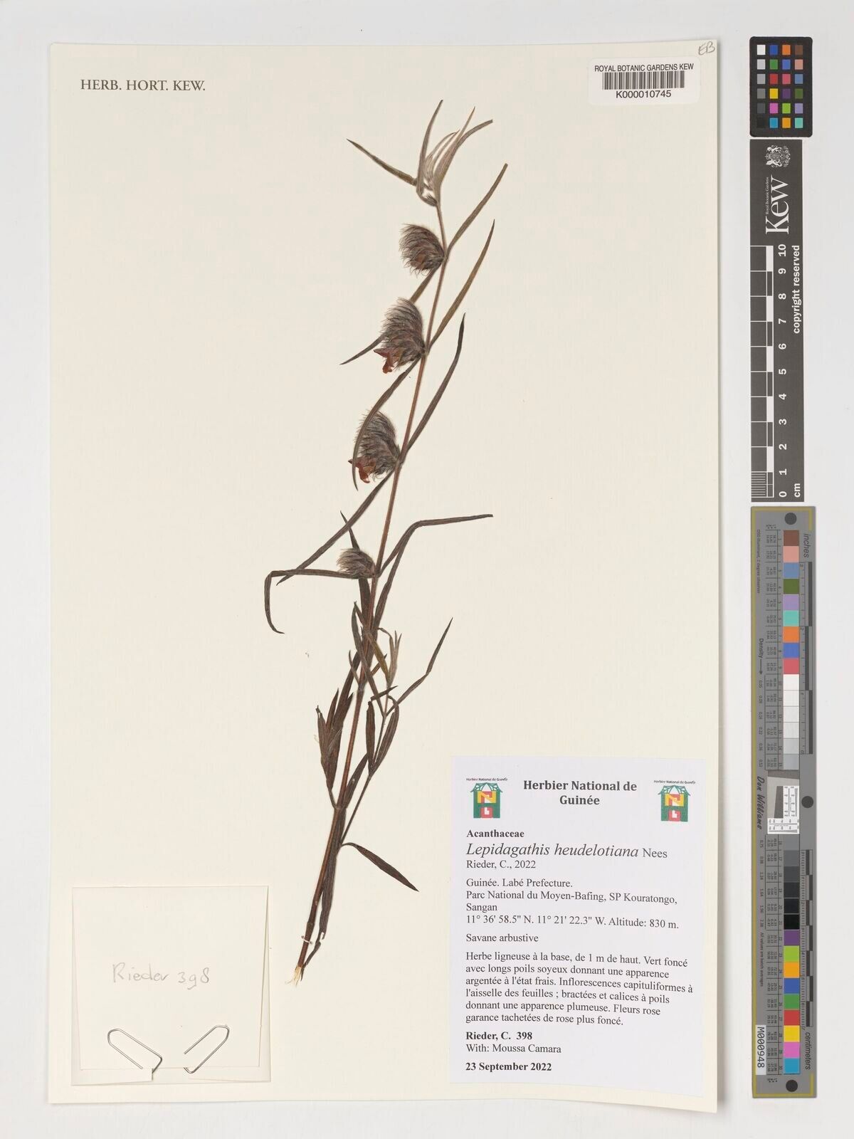 Lepidagathis heudelotiana — houseplant care guide