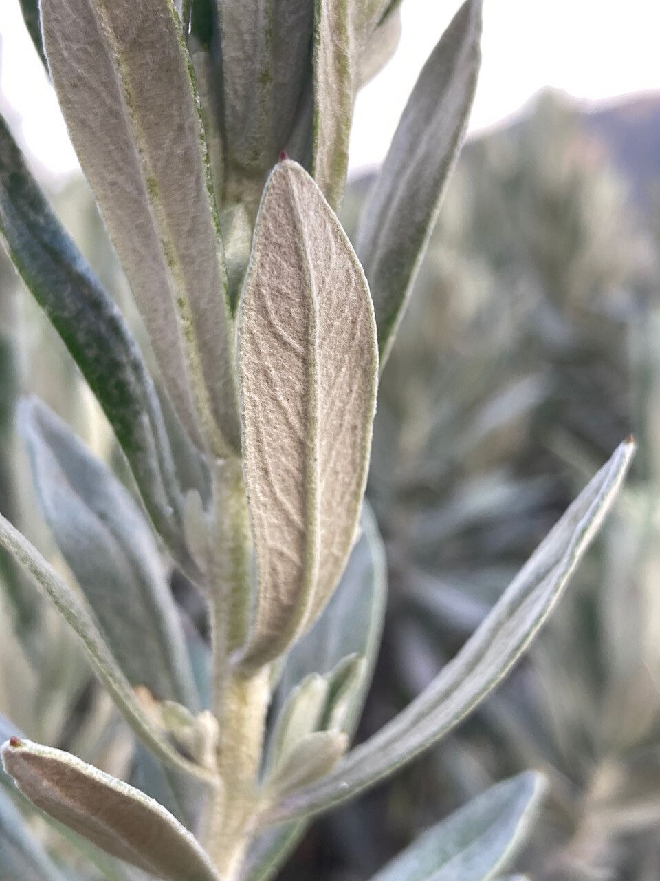 Diplostephium schultzii — houseplant care guide