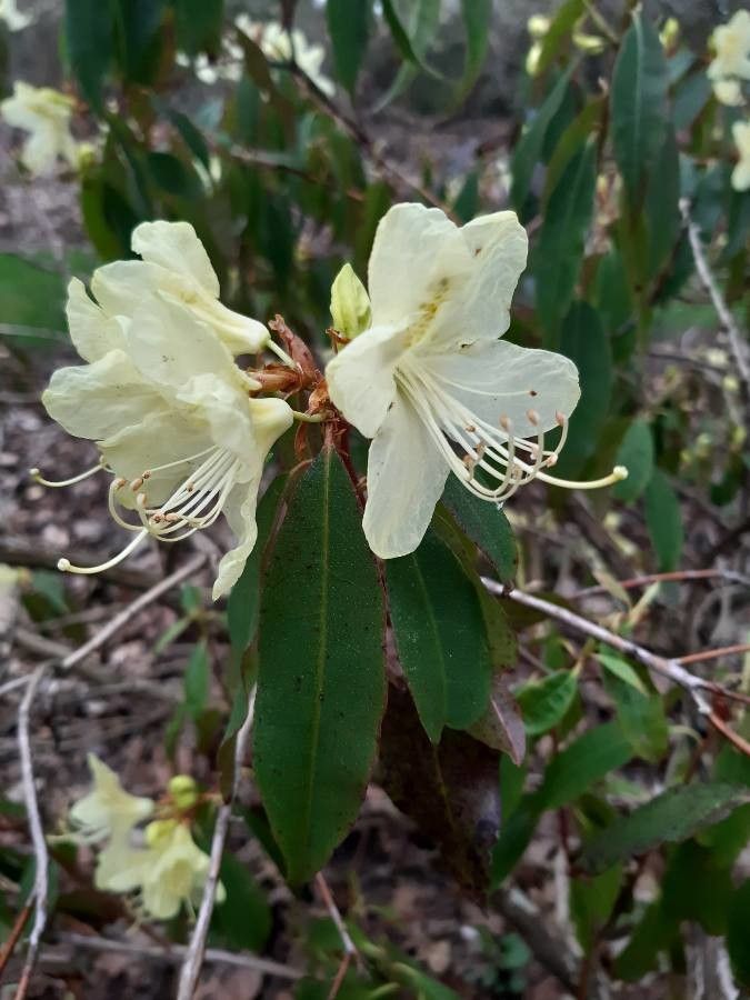 Rhododendron lutescens flower