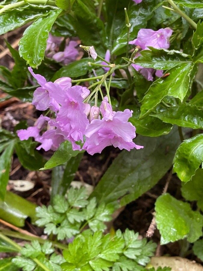 Cardamine pentaphyllos flower