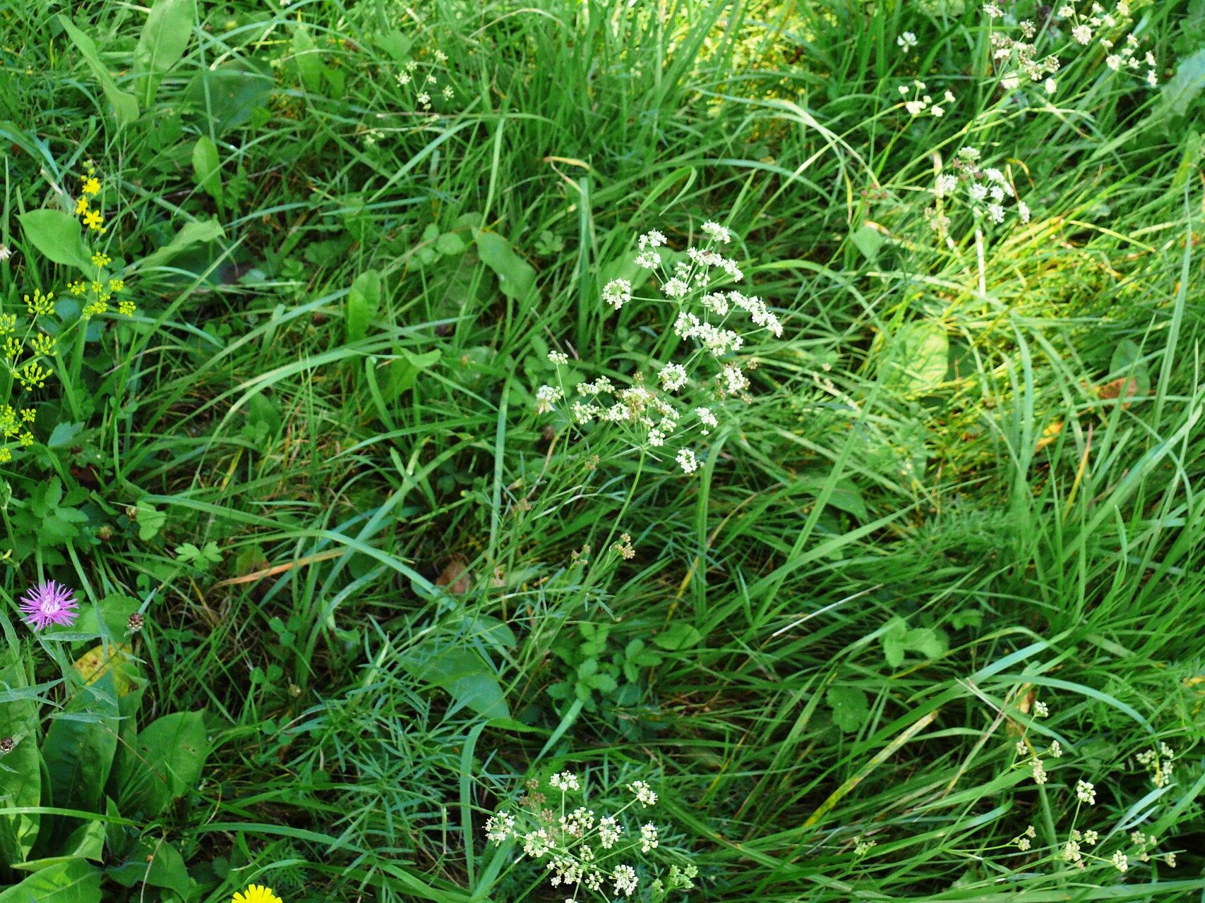 Peucedanum carvifolia flower