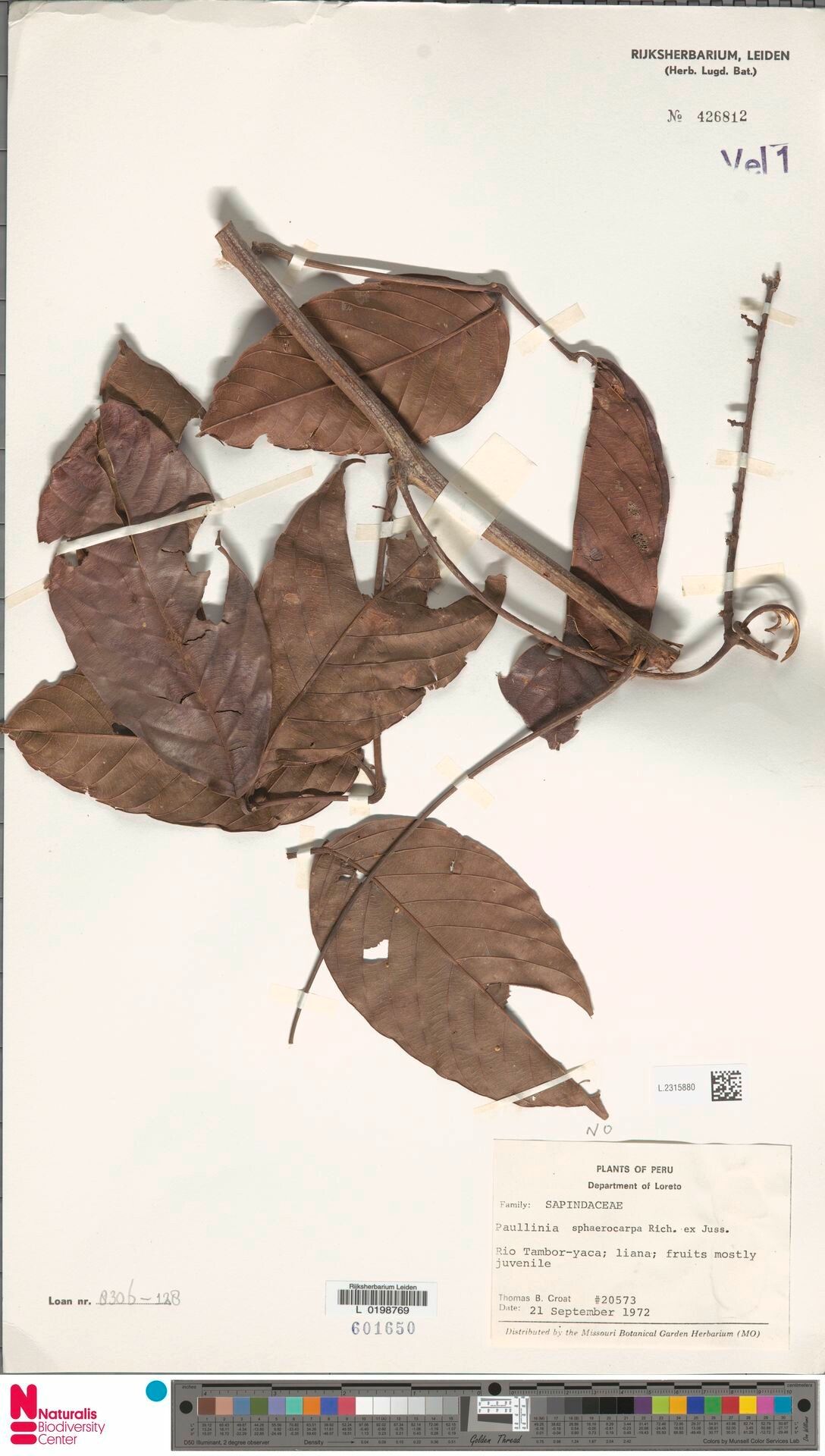 Paullinia sphaerocarpa leaf