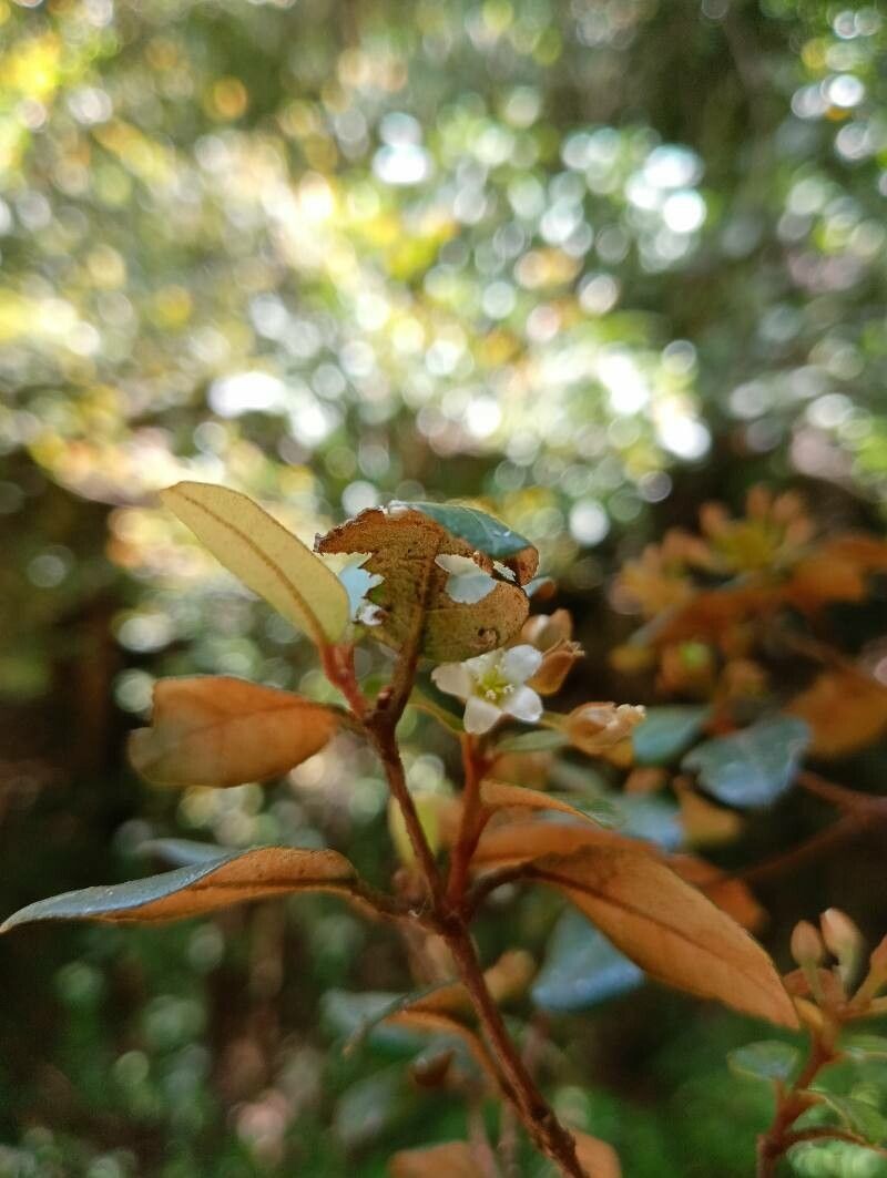 Croton submetallicus flower