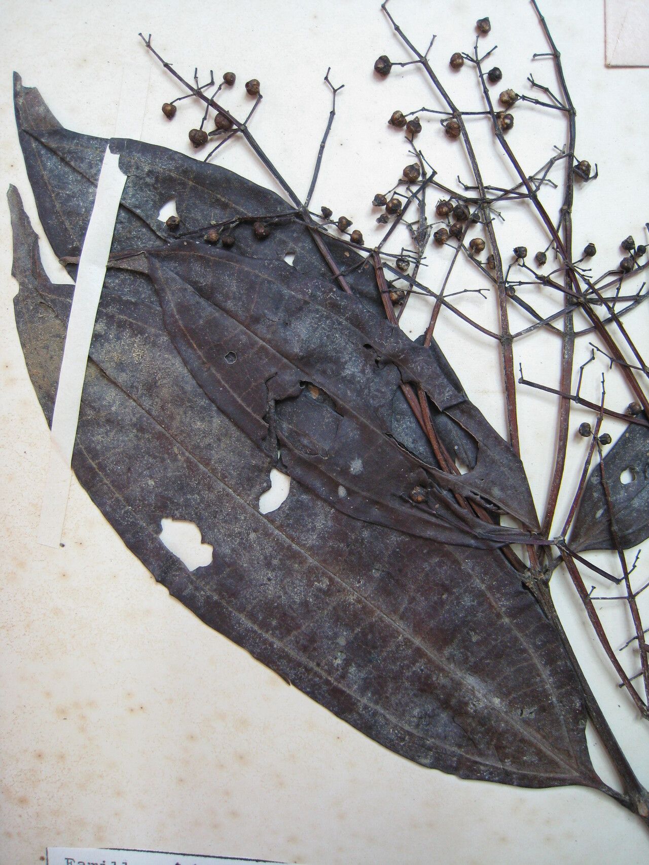 Miconia longifolia other