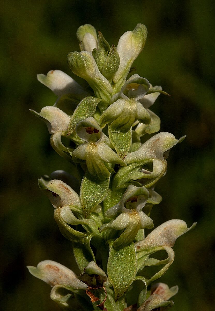 Satyrium amblyosaccos — related species from the same genus