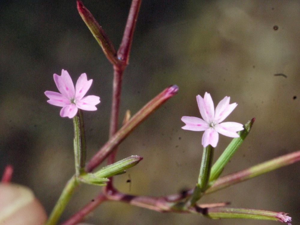 Dianthus nudiflorus fruit