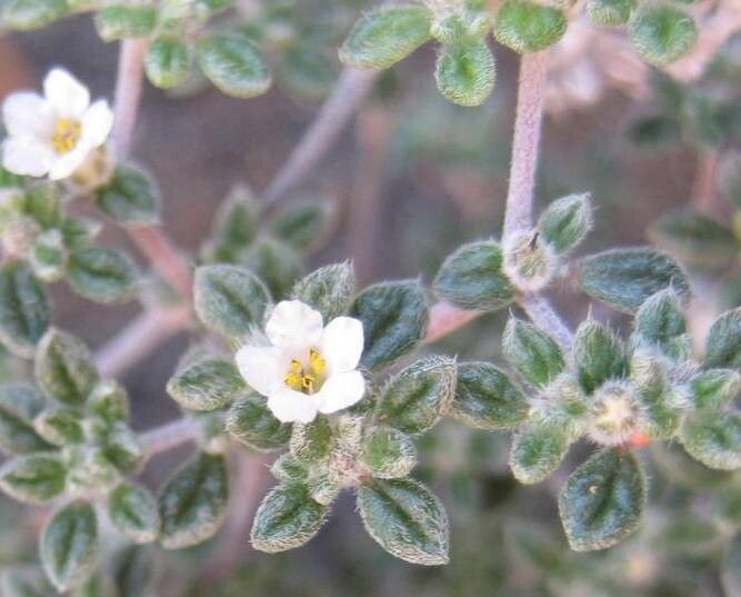 Tiquilia nesiotica — houseplant care guide