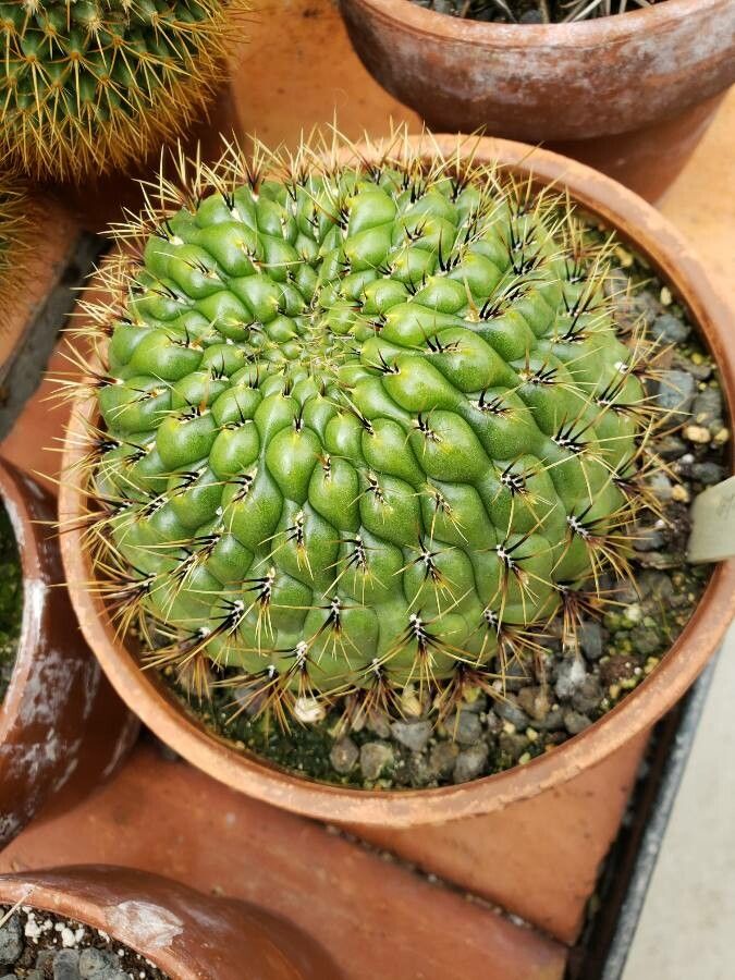 Matucana aureiflora habit