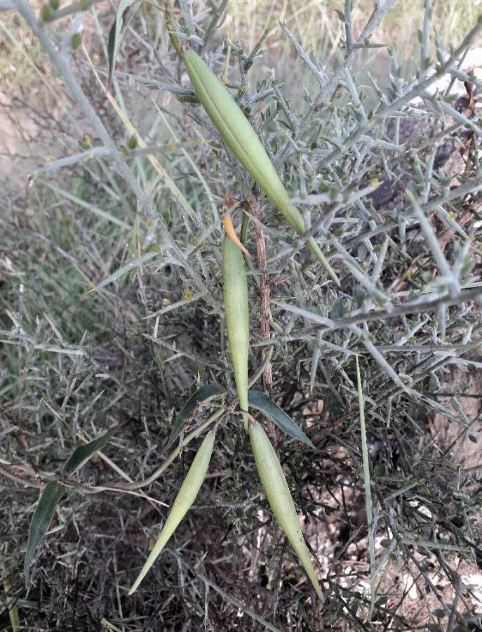 Vincetoxicum Hirundinaria fruit