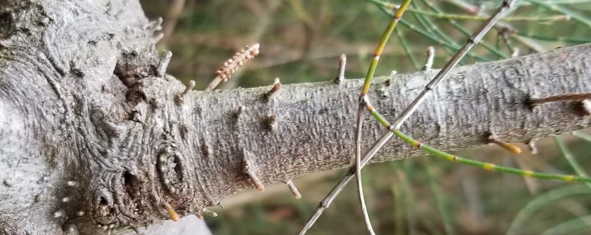 Allocasuarina paludosa bark