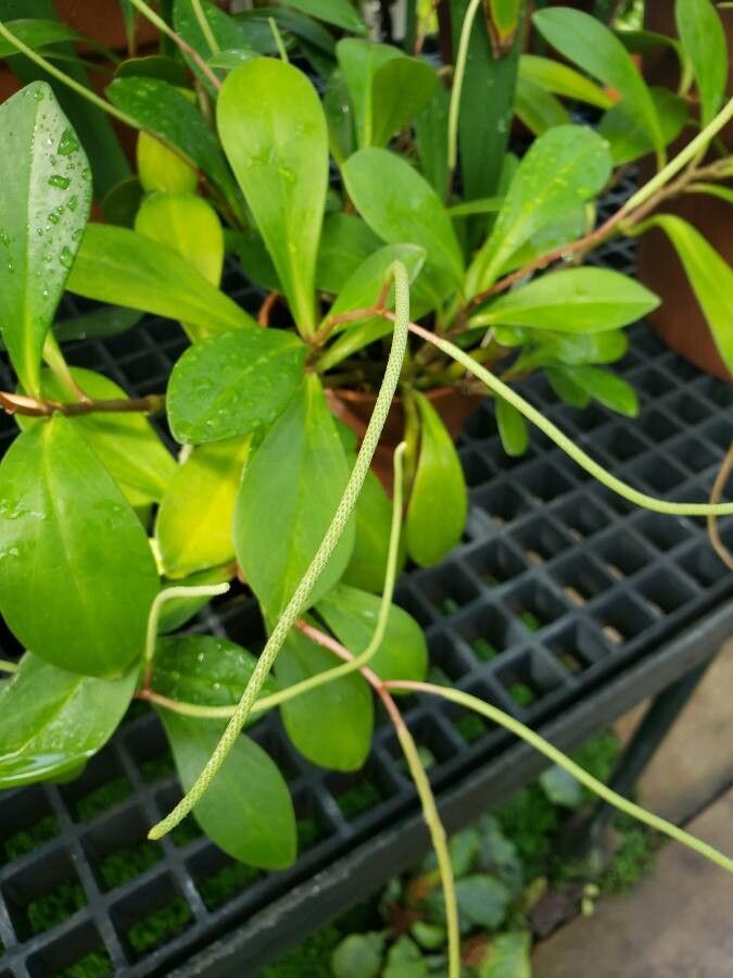 Peperomia amplexicaulis flower