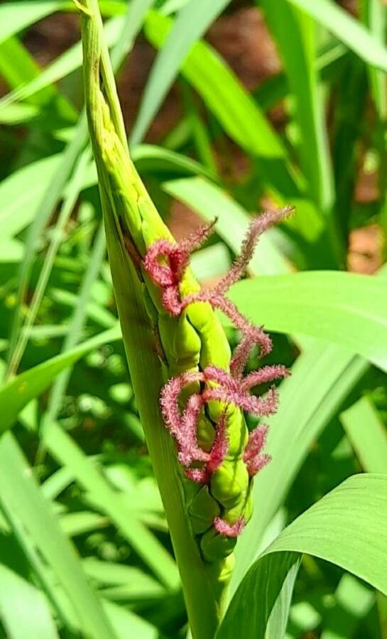 Tripsacum dactyloides flower