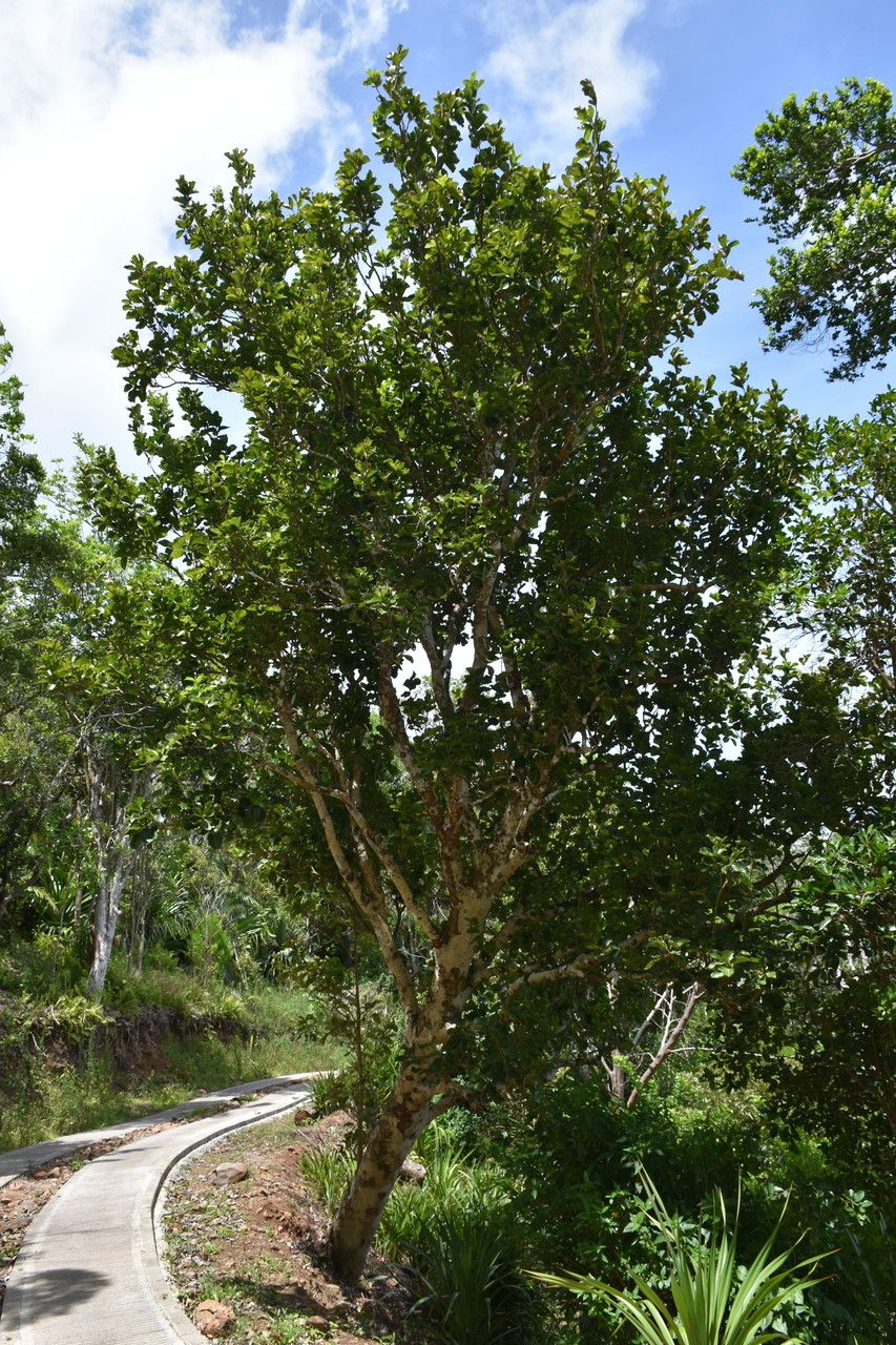 Homalium integrifolium habit