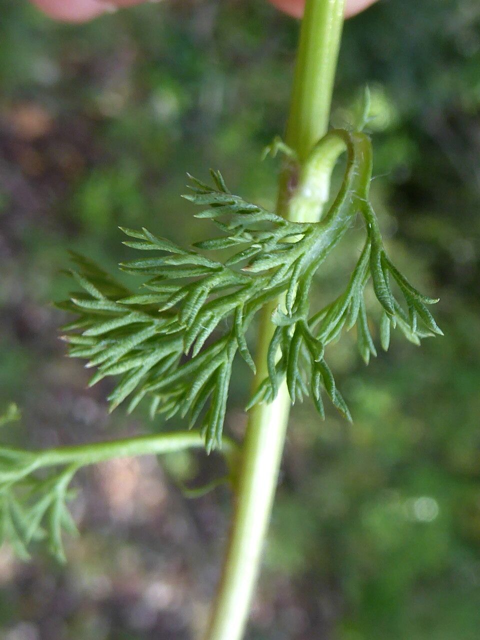 Adonis annua — search result for 'Narcissus'